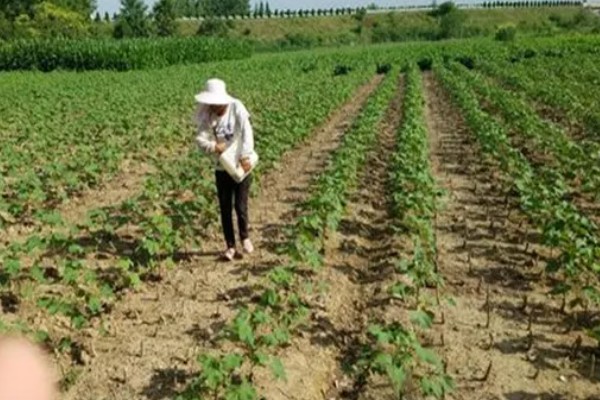 黄淮海区域棉花肥料的施用原则，提倡有机无机搭配