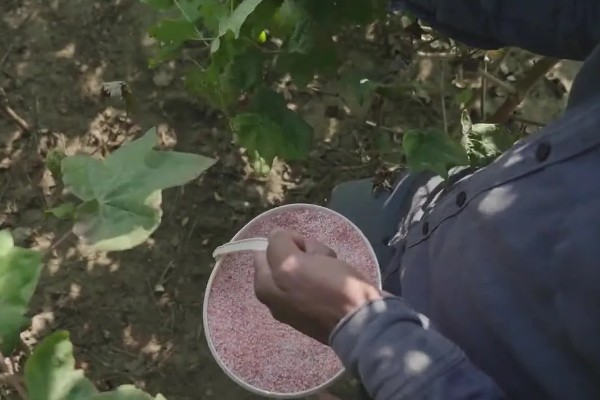 黄淮海区域棉花肥料的施用原则，提倡有机无机搭配