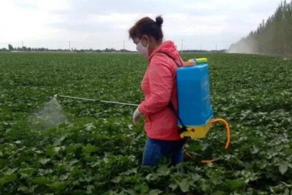 黄淮海区域棉花肥料的施用原则，提倡有机无机搭配