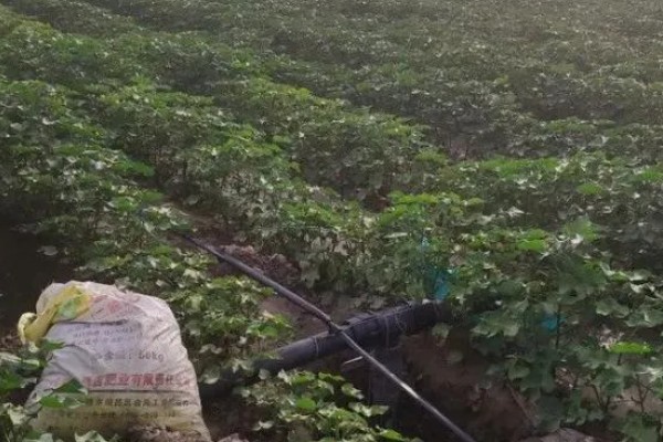 黄淮海区域棉花肥料的施用原则，提倡有机无机搭配