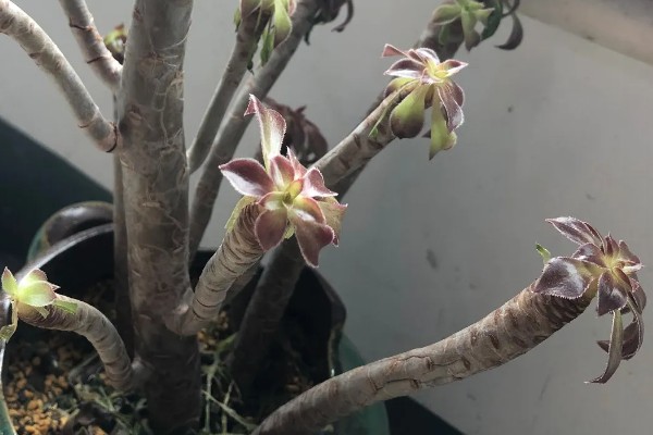 莲花掌如何修剪，在生长期可进行砍头处理