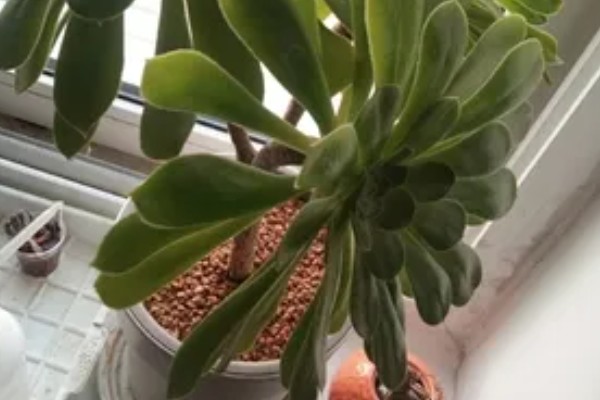 莲花掌如何修剪，在生长期可进行砍头处理