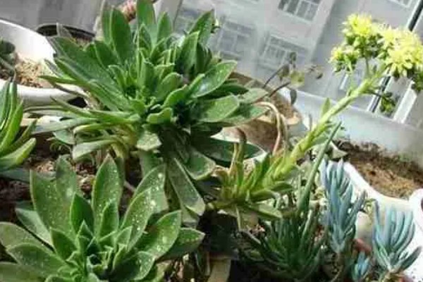 莲花掌如何修剪，在生长期可进行砍头处理