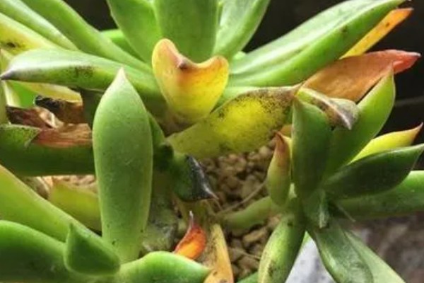 莲花掌如何修剪，在生长期可进行砍头处理