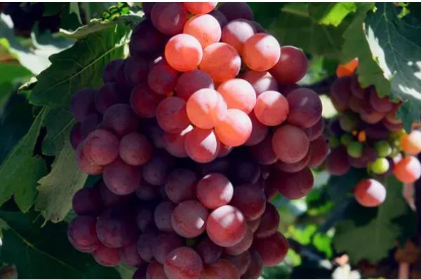 弗雷葡萄品种的特点，其果实鲜红