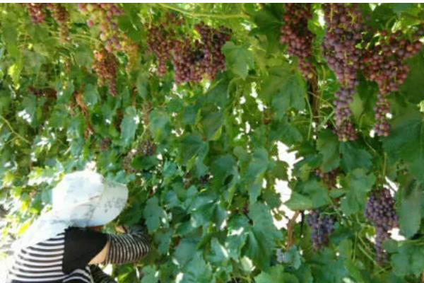 弗雷葡萄品种的特点，其果实鲜红