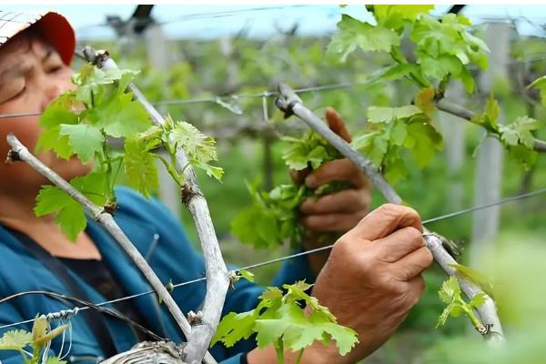 弗雷葡萄品种的特点，其果实鲜红