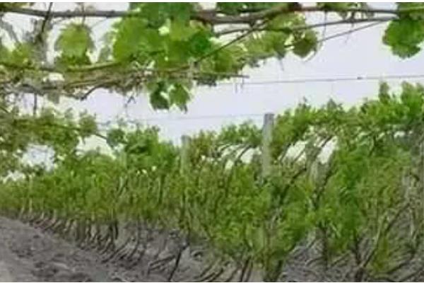 弗雷葡萄品种的特点，其果实鲜红