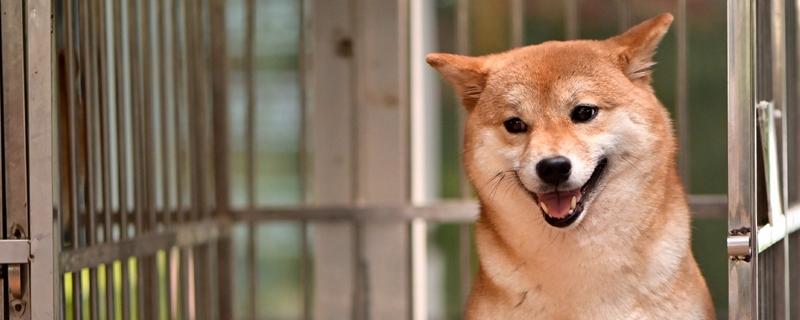 狗狗飞机耳代表什么，感到害怕或开心、准备攻击时耳朵都会变化