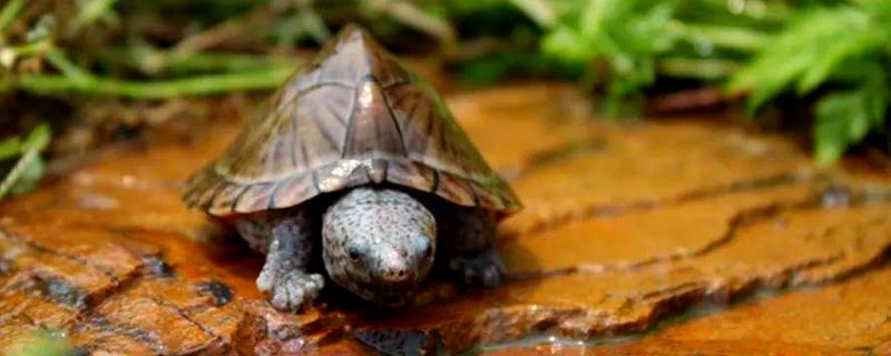 剃刀龟一年产几窝，每年可以产下3-4窝蛋