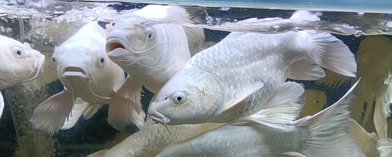 鱼头朝下倒立的解决办法，先将水温保持在稳定的范围