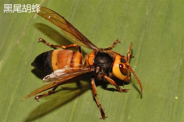 胡蜂的种类，常见的有金环胡蜂、洞夜胡蜂等