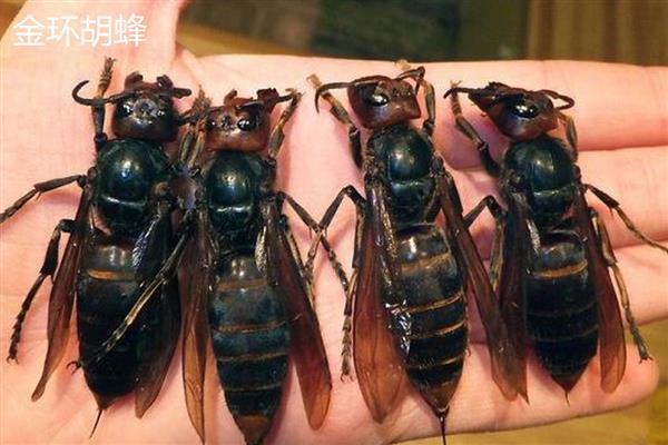 胡蜂的种类，常见的有金环胡蜂、洞夜胡蜂等