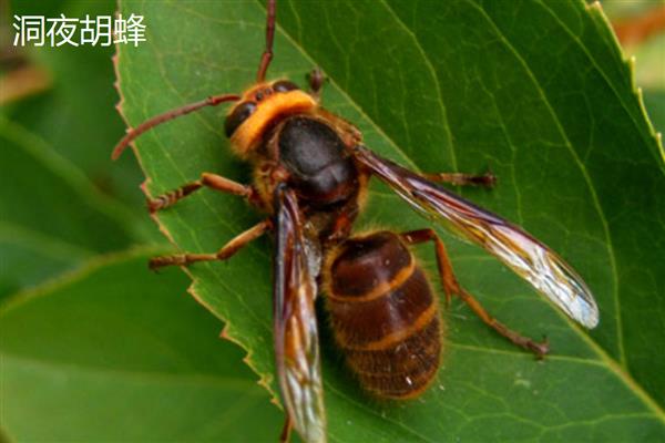 胡蜂的种类，常见的有金环胡蜂、洞夜胡蜂等