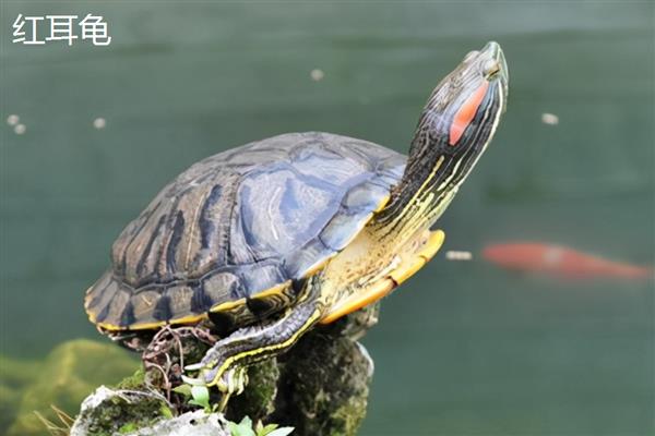 黄耳龟和红耳龟的区别，颜色、花纹和品种均不同