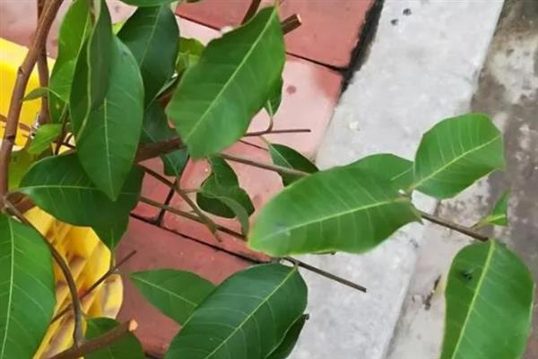 龙眼树怎么嫁接，将接穗插入砧木的接口再包裹薄膜
