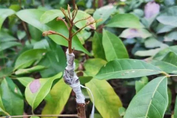 龙眼树怎么嫁接，将接穗插入砧木的接口再包裹薄膜