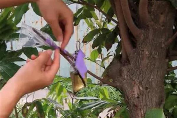 龙眼树怎么嫁接，将接穗插入砧木的接口再包裹薄膜