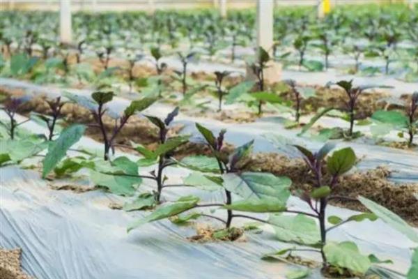 茄子叶发白怎么治疗，发病后要及时修剪