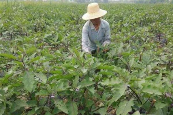 茄子叶发白怎么治疗，发病后要及时修剪