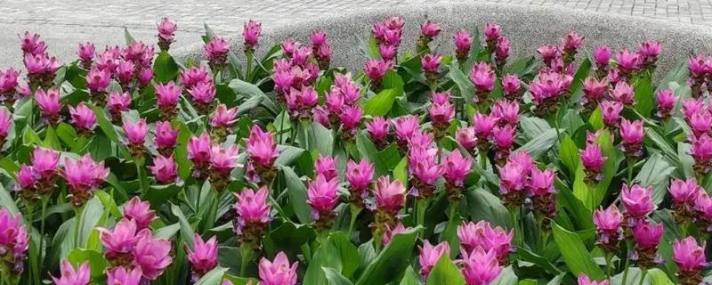 姜荷花怎么养殖，每天至少晒光6小时