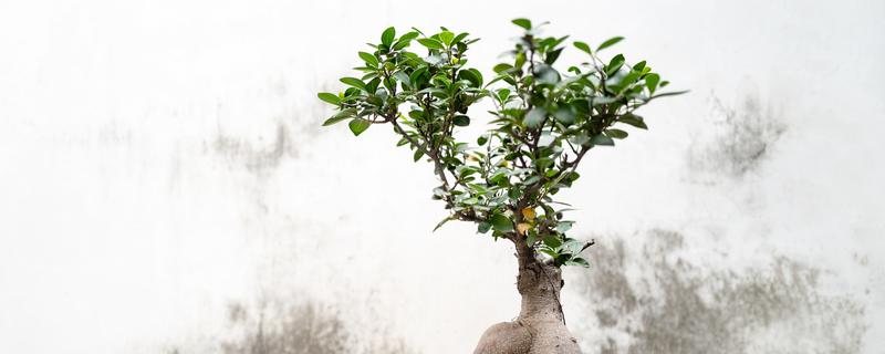榕树的养殖方法，生长季节每月施一次液肥