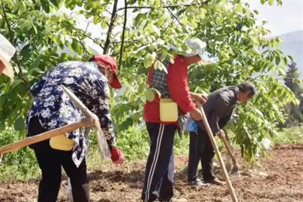 山核桃如何栽培，施肥以有机肥和微生物肥为主