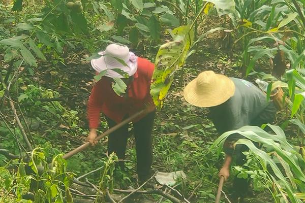 山核桃如何栽培，施肥以有机肥和微生物肥为主