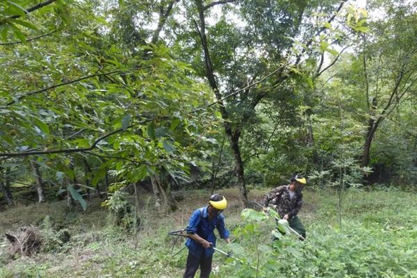 山核桃如何栽培，施肥以有机肥和微生物肥为主