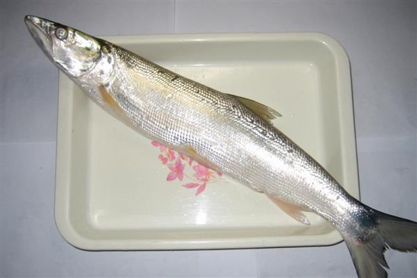 鳡鱼的价格，一斤需要45-50元左右