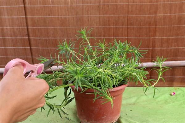 如何养殖太阳花，平时等土壤干透后再浇水