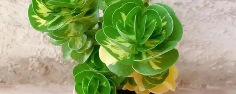 金钱树多肉的养殖方法，首先要稳定植株的环境温度