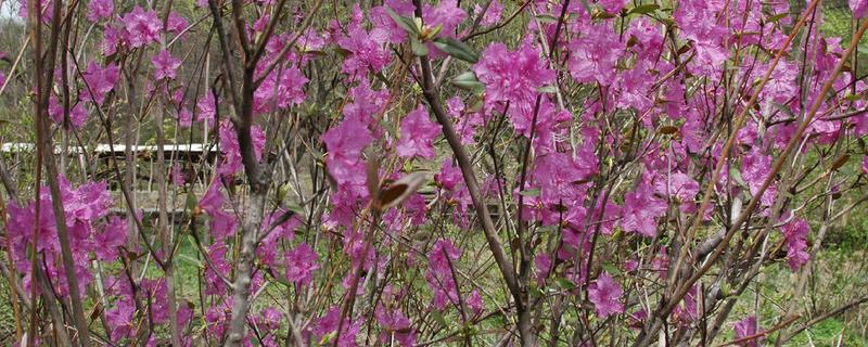干枝杜鹃花如何保存，可以采用低温保存
