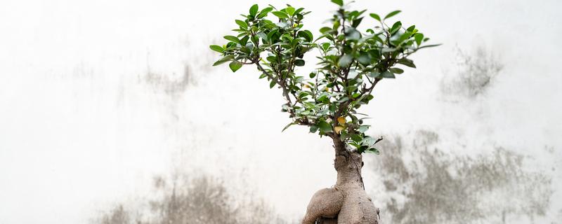 榕树落叶的原因及应对办法，低温冻害或光照不适均会导致