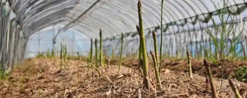 芦笋的亩产量，亩产量约为2000-3000kg
