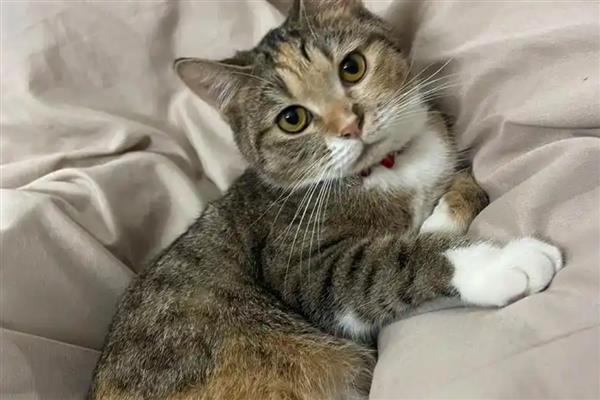 如何判断猫是否怀孕，会表现的不喜欢活动