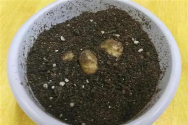 姜荷花怎么养殖，每天至少晒光6小时