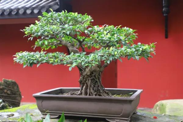榕树的养殖方法，生长季节每月施一次液肥