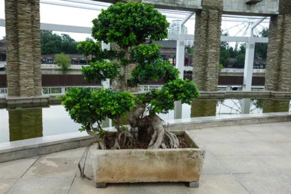 榕树的养殖方法，生长季节每月施一次液肥