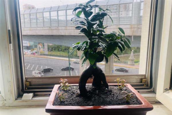榕树的养殖方法，生长季节每月施一次液肥