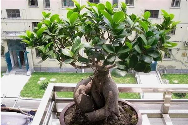 榕树的养殖方法，生长季节每月施一次液肥