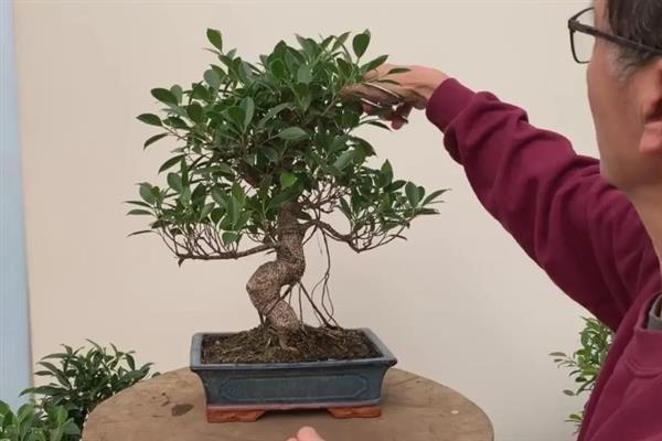 榕树的养殖方法，生长季节每月施一次液肥