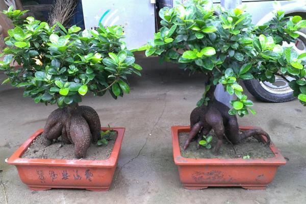 榕树的养殖方法，生长季节每月施一次液肥
