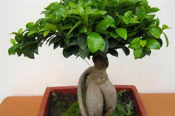 榕树的养殖方法，生长季节每月施一次液肥