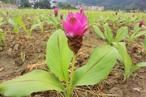 姜荷花怎么养殖，每天至少晒光6小时