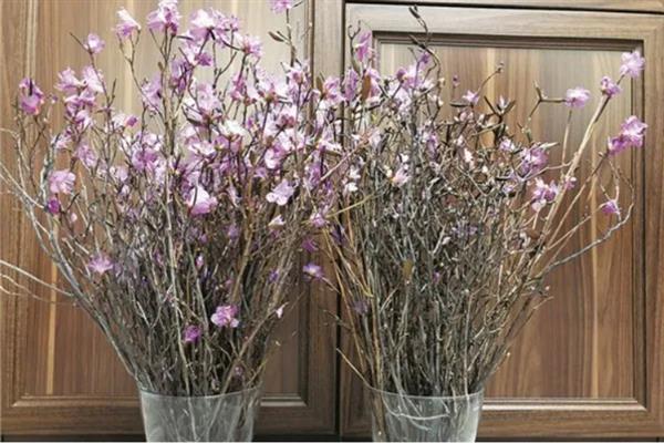 干枝杜鹃花如何保存，可以采用低温保存