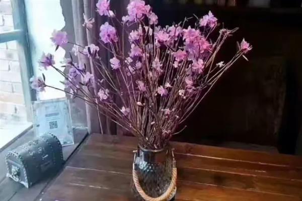 干枝杜鹃花如何保存，可以采用低温保存