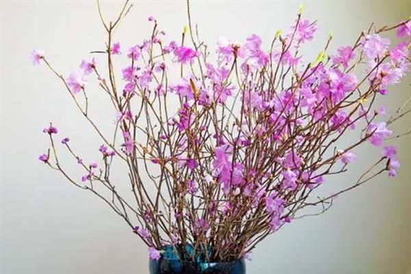 干枝杜鹃花如何保存，可以采用低温保存