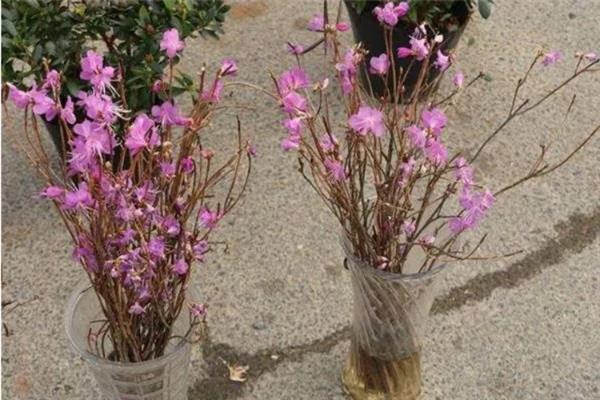 干枝杜鹃花如何保存，可以采用低温保存