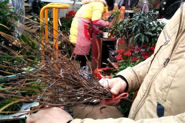 干枝杜鹃花如何保存，可以采用低温保存